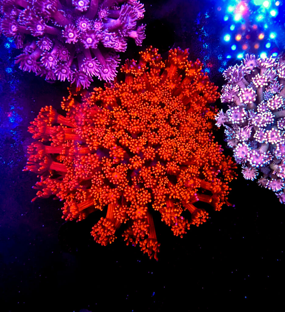 Ultra Red Goniopora Coral