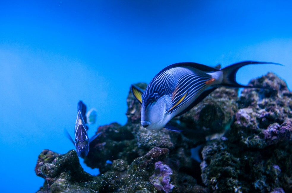 Photo inspiration: Mistakes To Avoid In Coral Acclimation For Saltwater Reef Tanks Reference: Top 5 Mistakes When Buying Live Corals And How To
